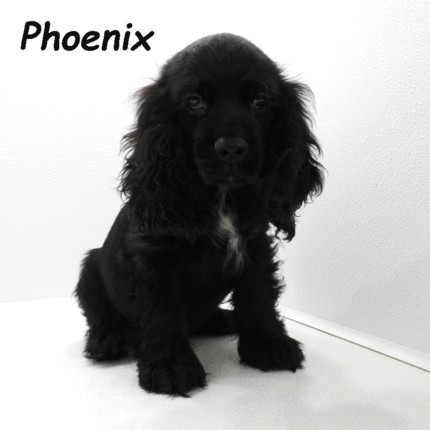 puppy, for, sale, Cocker Spaniel, Joe & Cherri  Overlease, dog, breeder, Miller, MO, dog-breeder, puppy-for-sale, forsale, nearby, find, puppyfind, locator, puppylocator, aca
